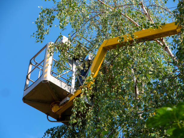 Tree Services